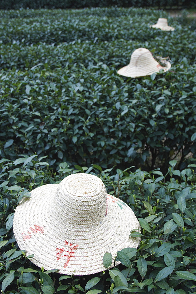 Tea workers' hats lying on tea bushes, Longjing, Hangzhou, Zhejiang, China, Asia