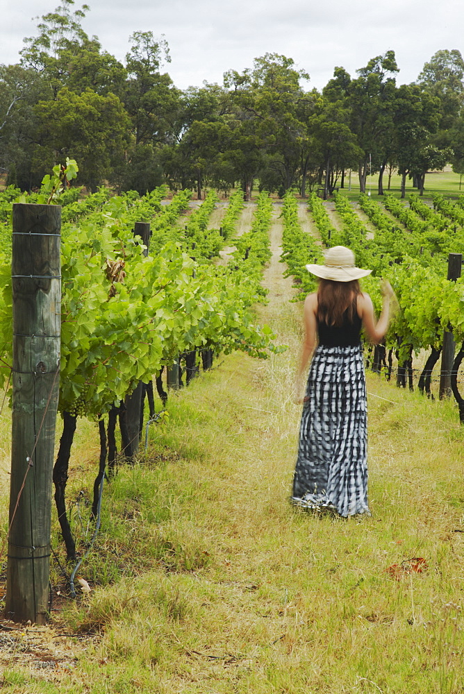 Woman walking through vines at Sandalford Winery, Swan Valley, Perth, Western Australia, Australia, Pacific