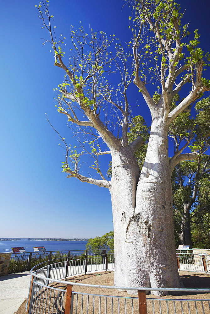 Boab tree in King's Park, Perth, Western Australia, Australia, Pacific