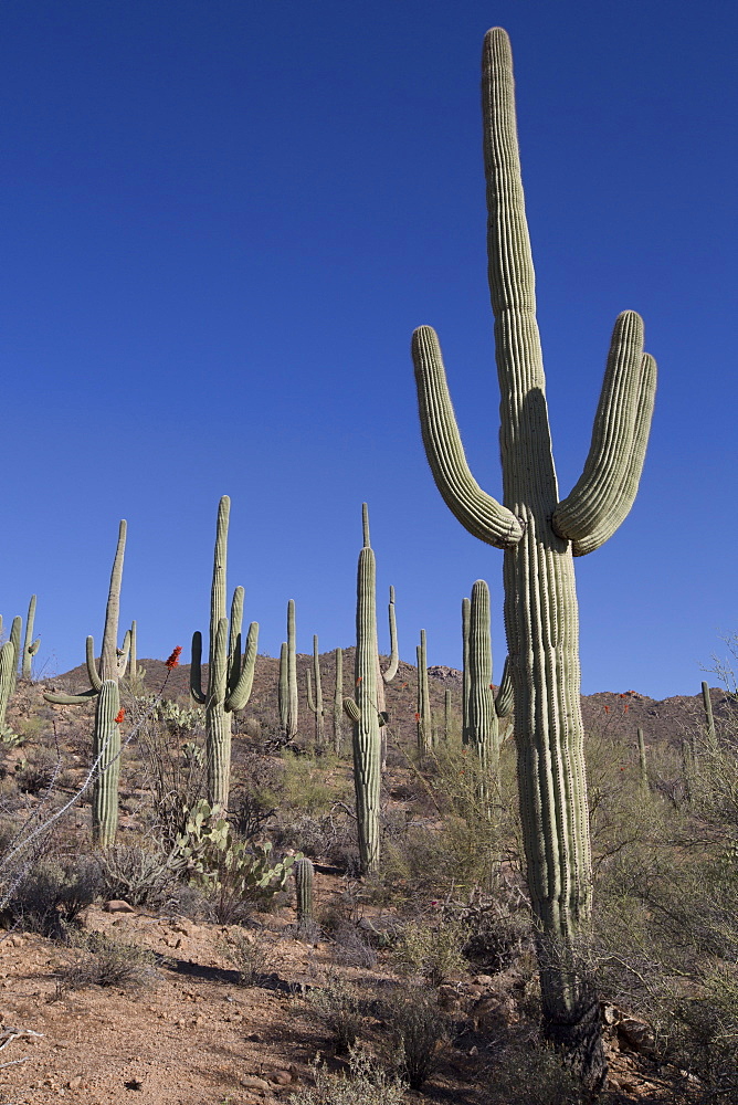 Saguaro Cactus (Camegiea Gigantea), West-Tucson Mountain District, Saguaro National Park, Arizona, United States of America, North America