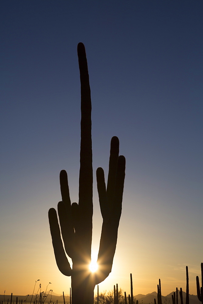 Saguaro Cactus (Camegiea Gigantea) silhouetted at sunset, West-Tucson Mountain District, Saguaro National Park, Arizona, United States of America, North America