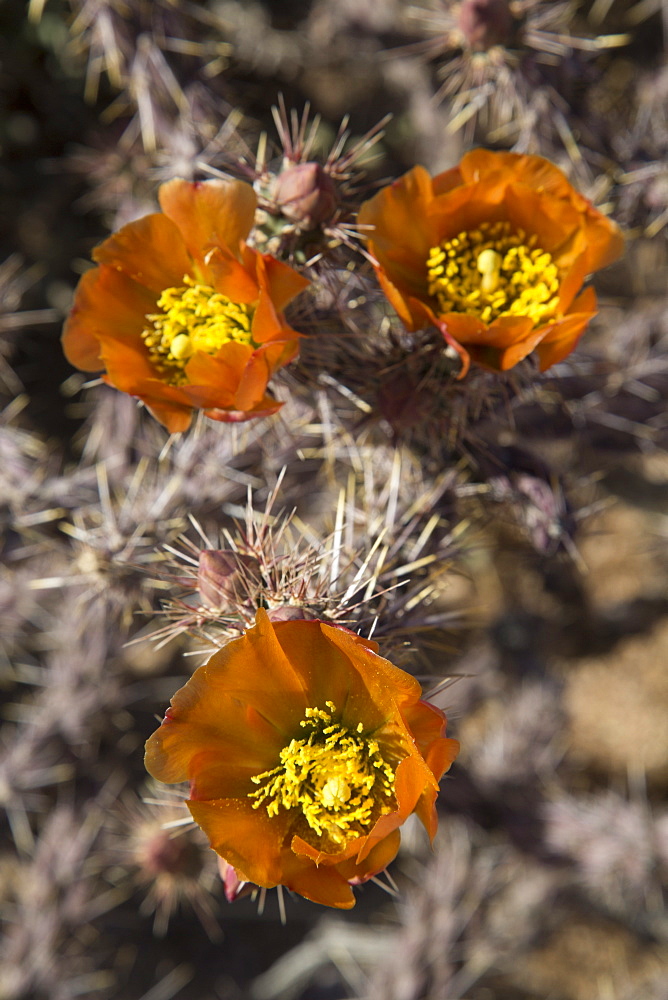 Flowers of the Jumping Cholla cactus (Hanging Chain Cholla) (Cylindropuntia Fulgida), West-Tucson Mountain District, Saguaro National Park, Arizona, United States of America, North America