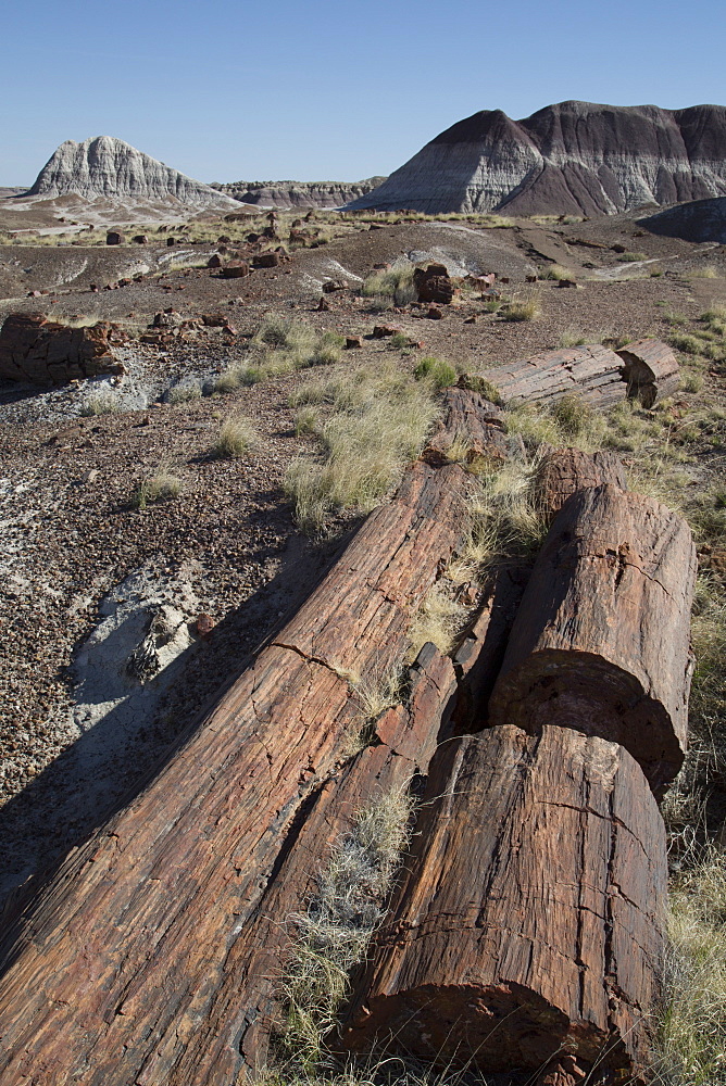 Petrified logs from the late Triassic period, 225 million years ago, Long Logs Trail, Petrified Forest National Park, Arizona, United States of America, North America