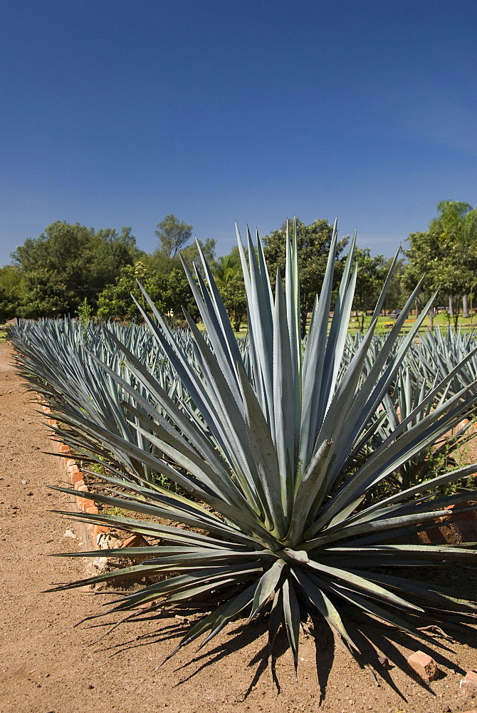 Agave plants from which tequila is made, Hacienda San Jose del Refugio, Amatitan, Jalisco, Mexico, North America