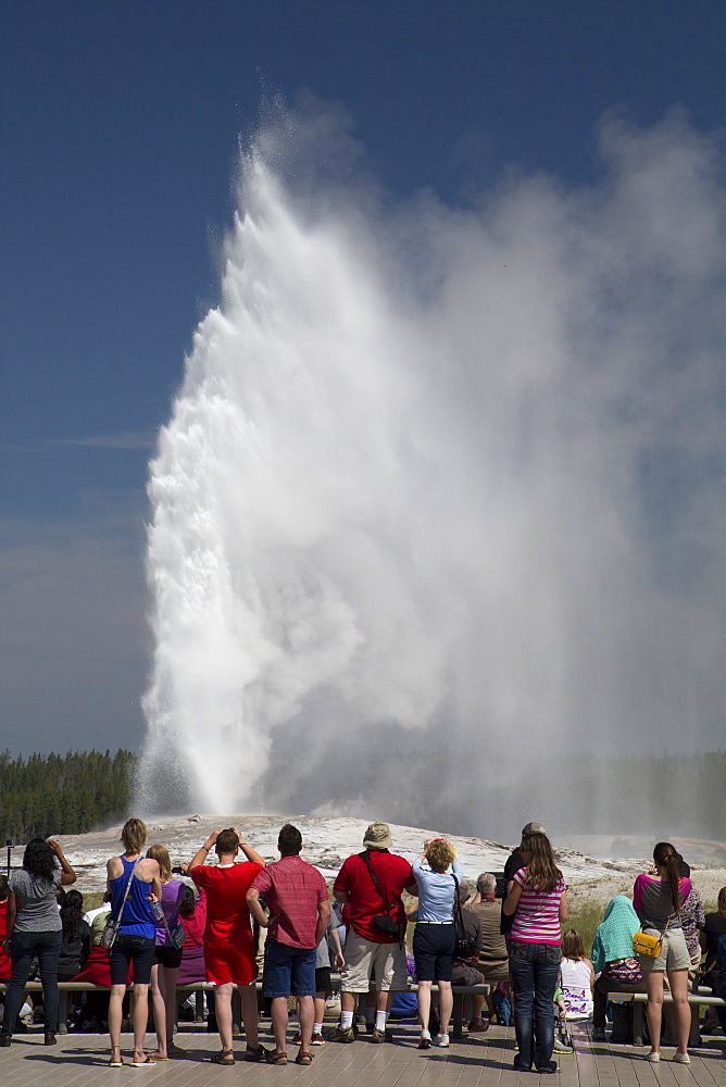 Tourists watching Old Faithful Geyser, Yellowstone National Park, UNESCO World Heritage Site, Wyoming, United States of America, North America