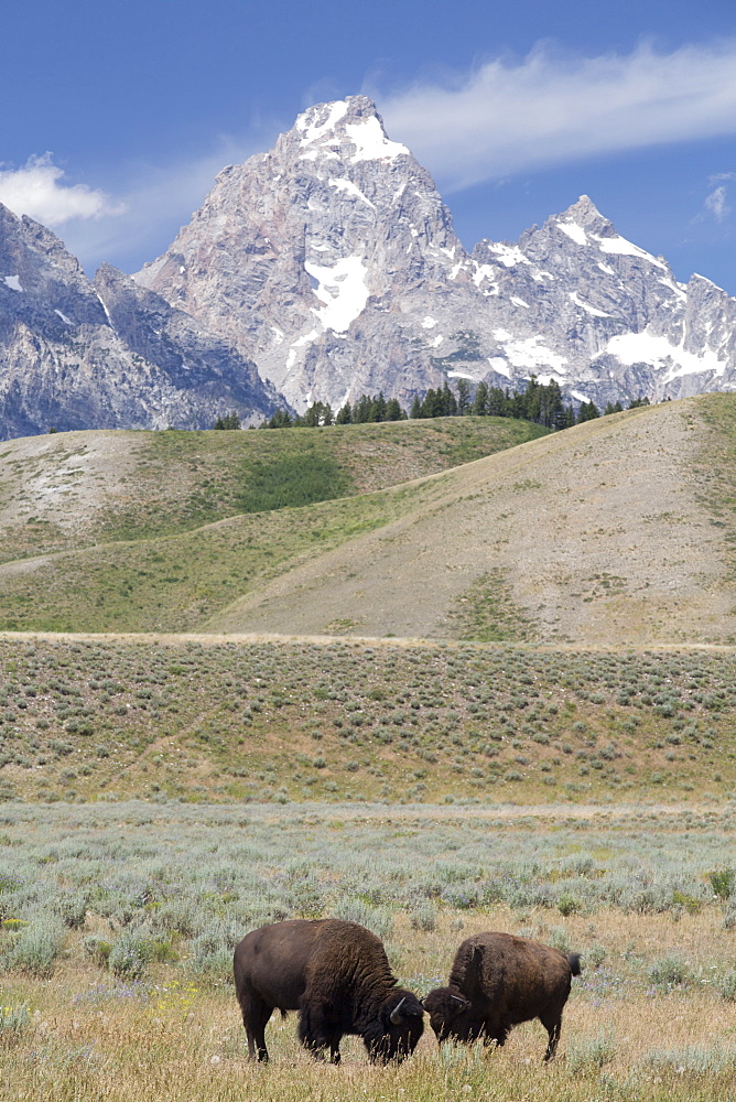 American Bison (Bison bison), Grand Teton National Park, Wyoming, United States of America, North America