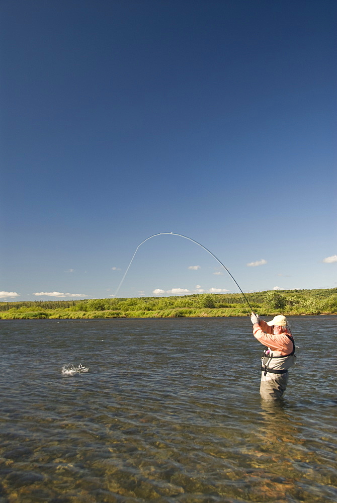 Fly fisherman with fish on line, Alagnak River, Alaska, United States of America, North America