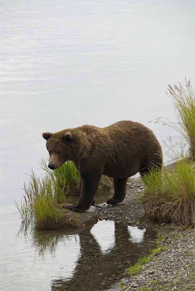 Brown bear at Brooks River, Brooks Camp, Katmai National Park, Alaska, United States of America, North America