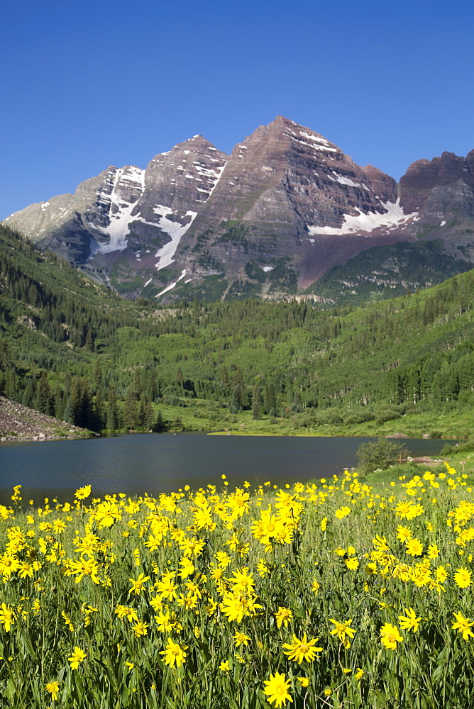 Alpine sunflowers (Hymennoxys grandiflora), Maroon Lake, Maroon Bells Peaks in background, Maroon Bells Scenic Area, Colorado, United States of America, North America