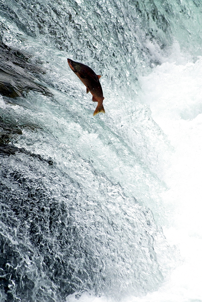 Sockeye salmon attempting to jump the falls, Brooks Camp, Katmai National Park, Alaska, United States of America, North America