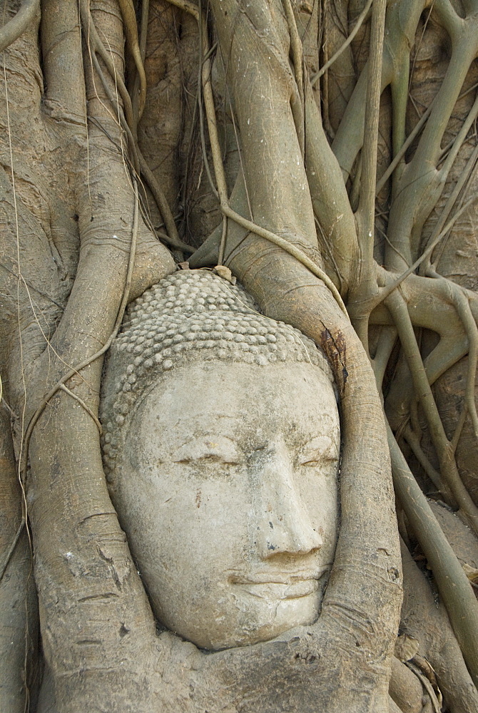 Buddha head, Wat Mahathat, Ayutthaya, UNESCO World Heritage Site, Thailand, Southeast Asia, Asia