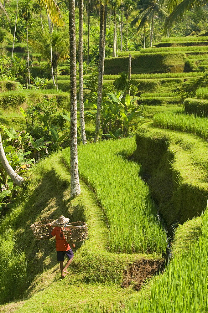 Rice terraces near Tegallalang Village, Bali, Indonesia, Southeast Asia, Asia