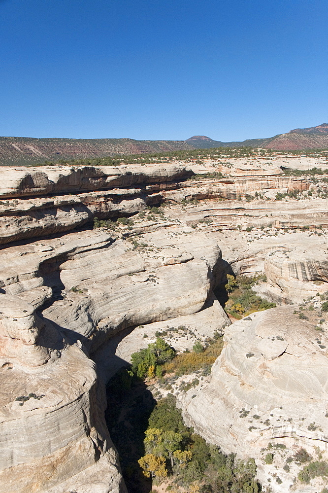 Natural Bridges National Monument, view from Horsecollar Ruin Overlook Trail, Utah, United States of America, North America