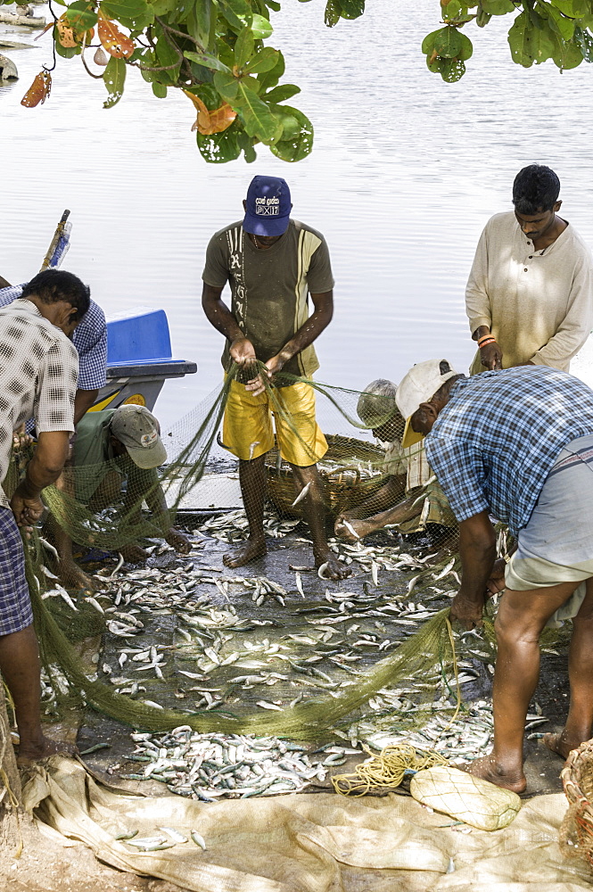 Local people sorting through the fish they have just caught in the port of Negombo, Sri Lanka, Asia