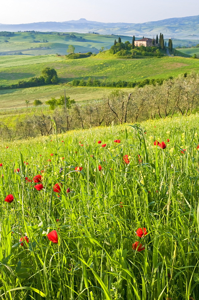 Dawn view of Val d'Orcia showing Belvedere and rolling Tuscan countryside, UNESCO World Heritage Site, San Quirico d'Orcia, Tuscany, Italy, Europe