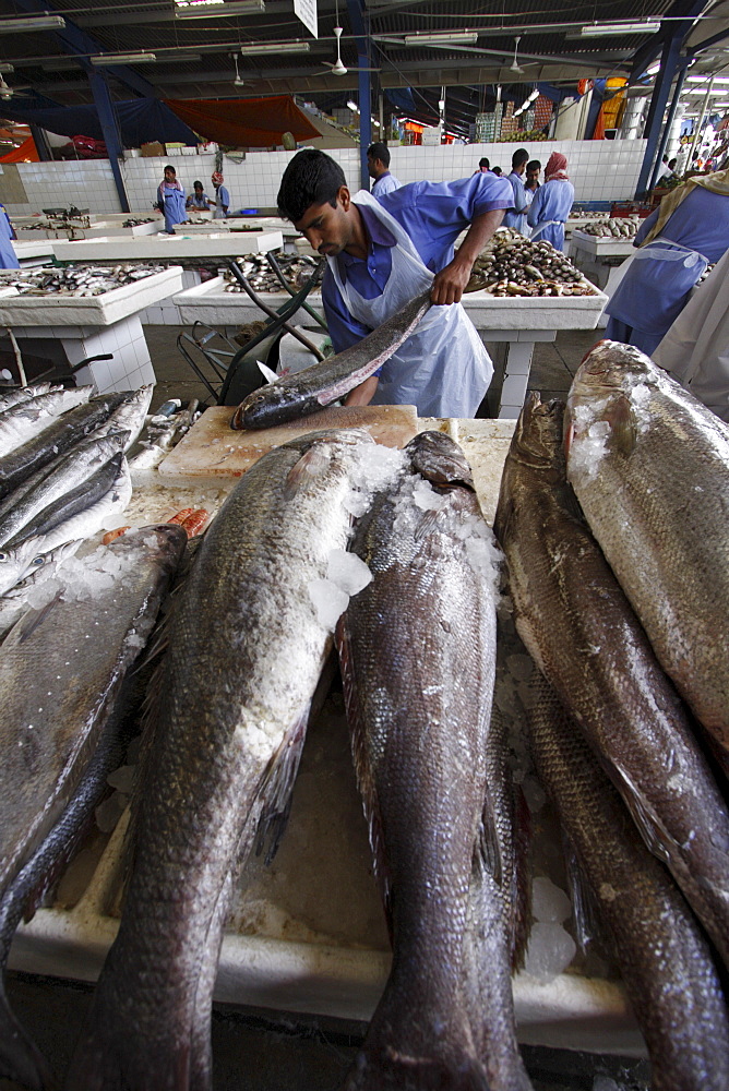 Fish market in Deira, Dubai, United Arab Emirates, Middle East