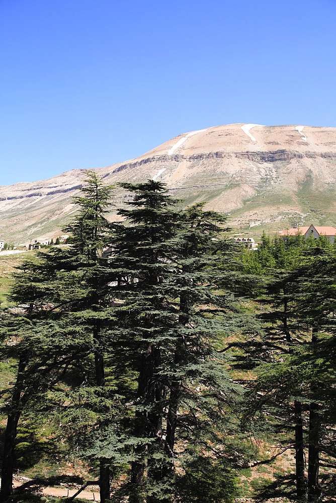 The Cedar Trees of Bcharre, Qadisha Valley (Holy Valley), UNESCO World Heritage Site, Lebanon, Middle East