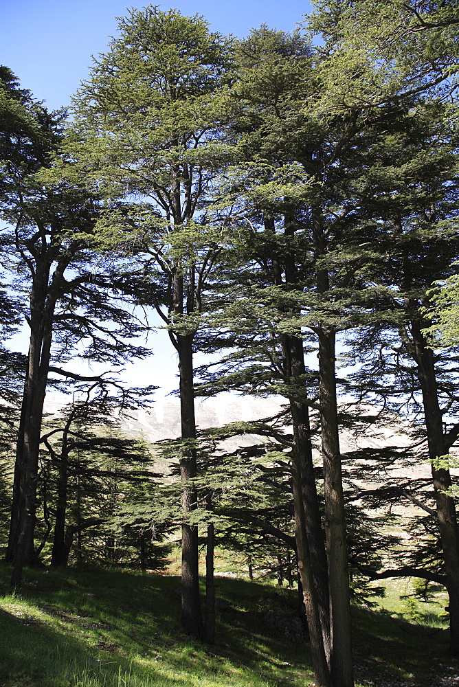 The Cedar Trees of Bcharre, Qadisha Valley (Holy Valley), UNESCO World Heritage Site, Lebanon, Middle East