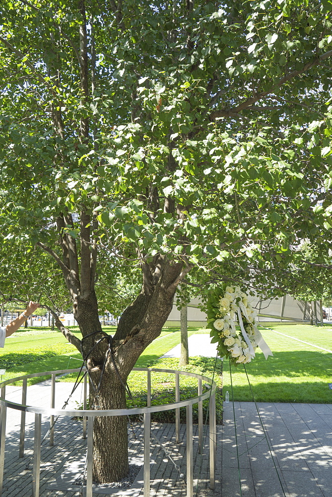 A callery pear tree now known as the Survivor Tree, 9/11 Memorial. World Trade Center, Manhattan, New York City, New York, United States of America, North America