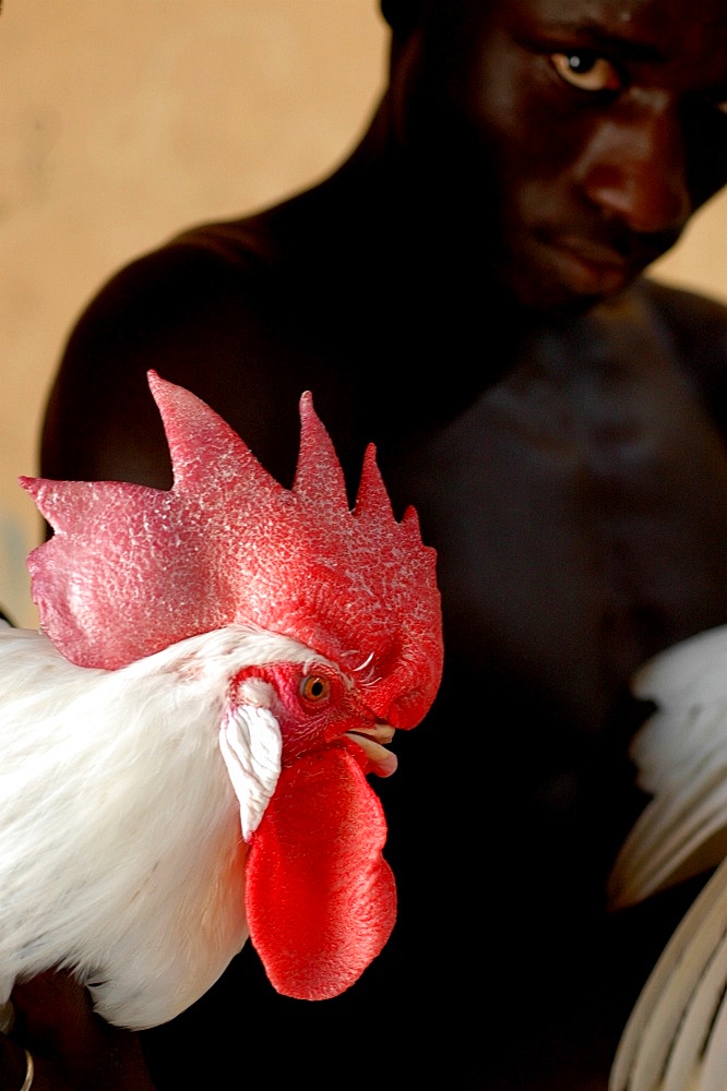 Man with rooster, Mbao, Senegal, West Africa, Africa