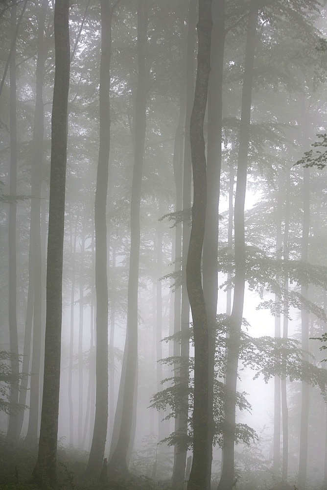 Trees in fog, Saint-Jean-Pied-de-Port, Pyrenees Atlantique, France, Europe