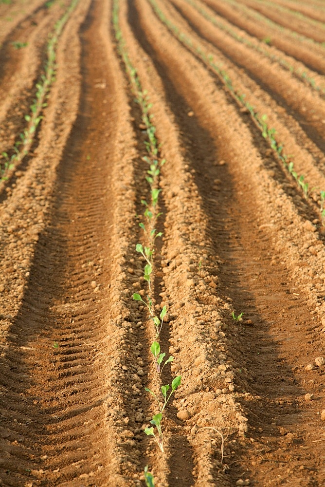 Agriculture, Saint Thegonnec, Finistere, Brittany, France, Europe