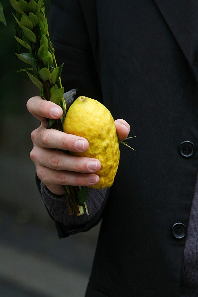 Sukhot citron and lulav, New York, United States of America, North America