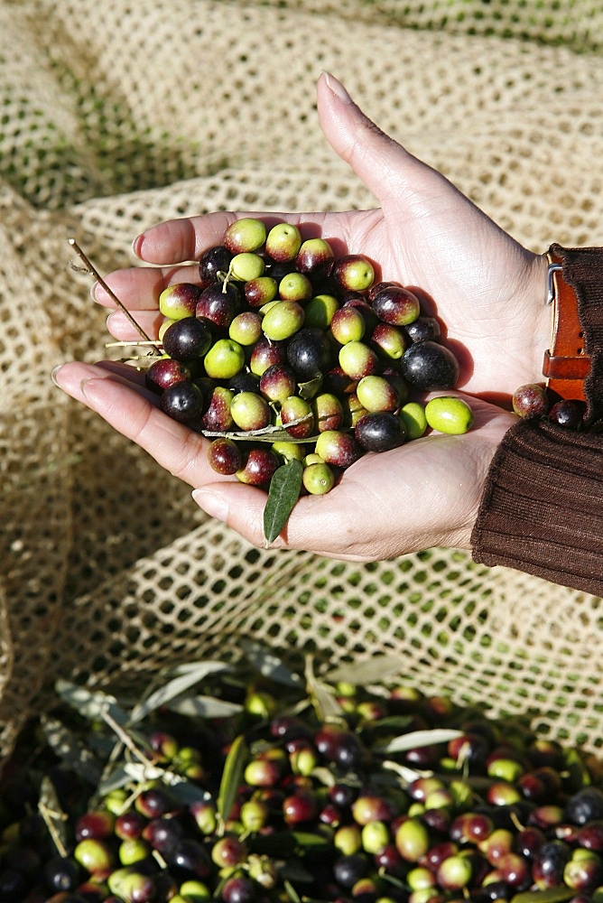 Olive picking, Italy, Europe