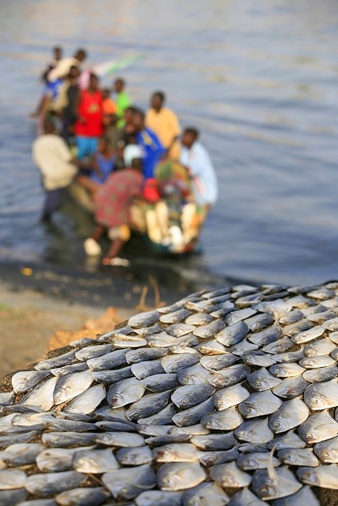 Fish and boat, St. Louis, Senegal, West Africa, Africa