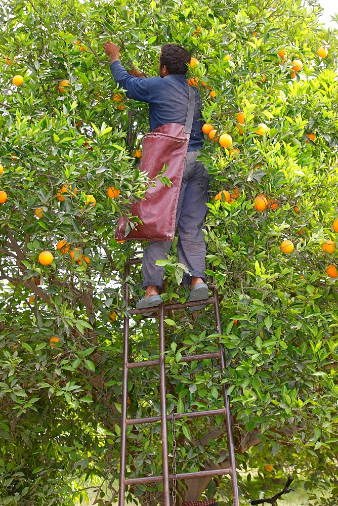 Orange harvest, Taroudan, Morocco, North Africa, Africa