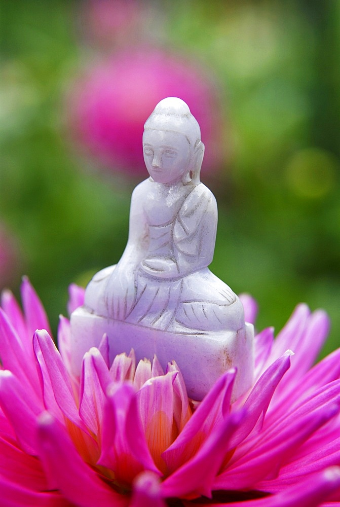 Buddha in dahlia flower, Paris, France, Europe