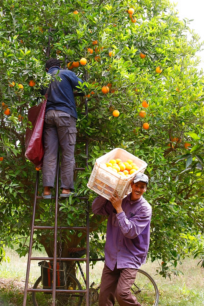 Orange harvest, Taroudan, Morocco, North Africa, Africa