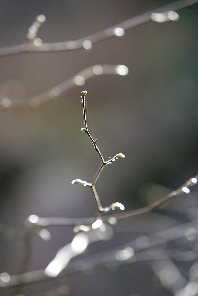 Twigs, Haute Savoie, France, Europe