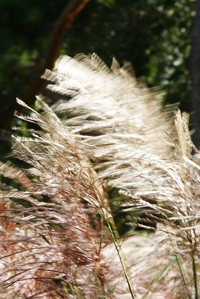 Feathery grass, Paris, France, Europe