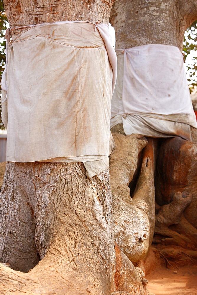 Voodoo sacred tree in Togoville, Togo, West Africa, Africa