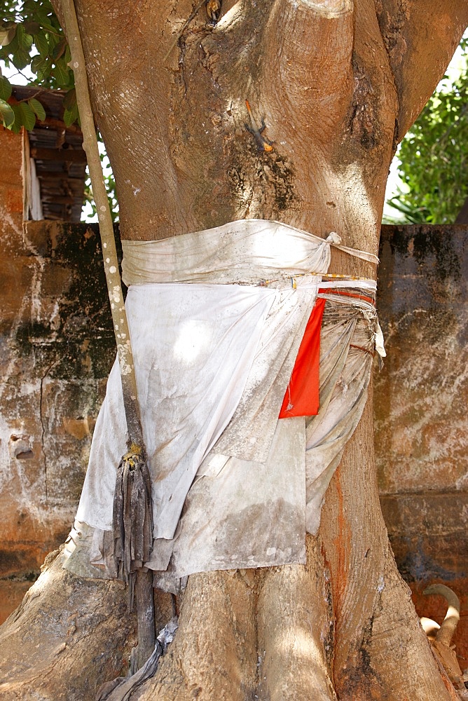 Voodoo sacred tree in Togoville, Togo, West Africa, Africa