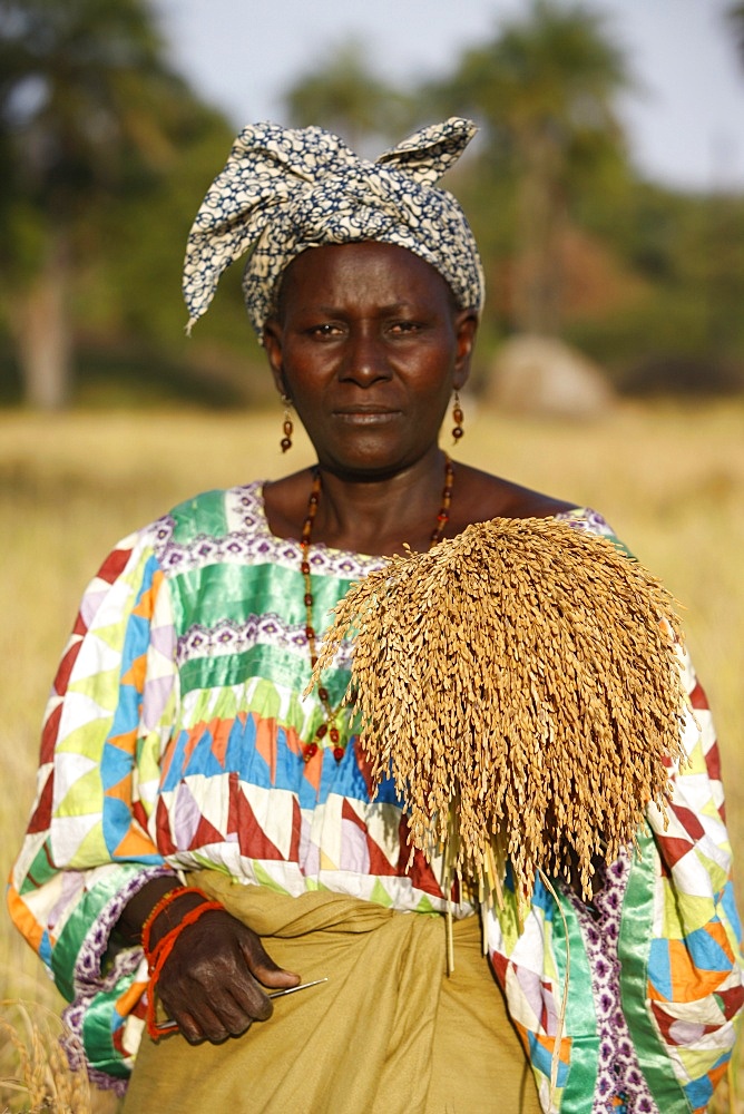 Rice farming, Bignola, Casamance, Senegal, West Africa, Africa