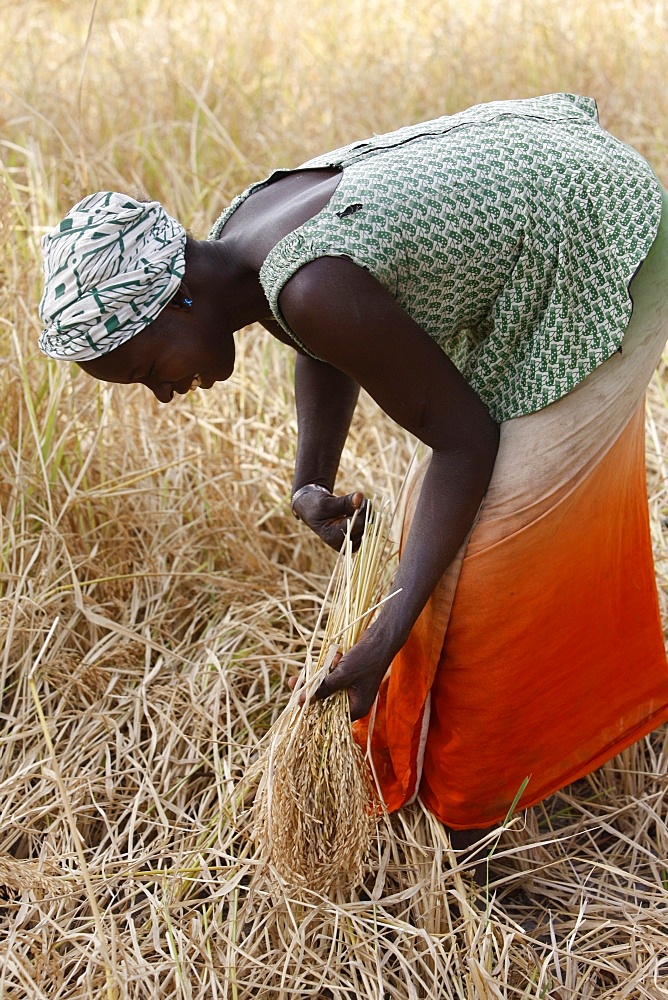 Rice farming, Bignola, Casamance, Senegal, West Africa, Africa