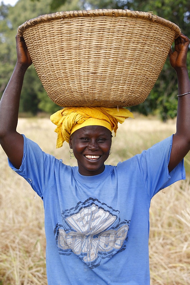 Rice farming, Bignola, Casamance, Senegal, West Africa, Africa