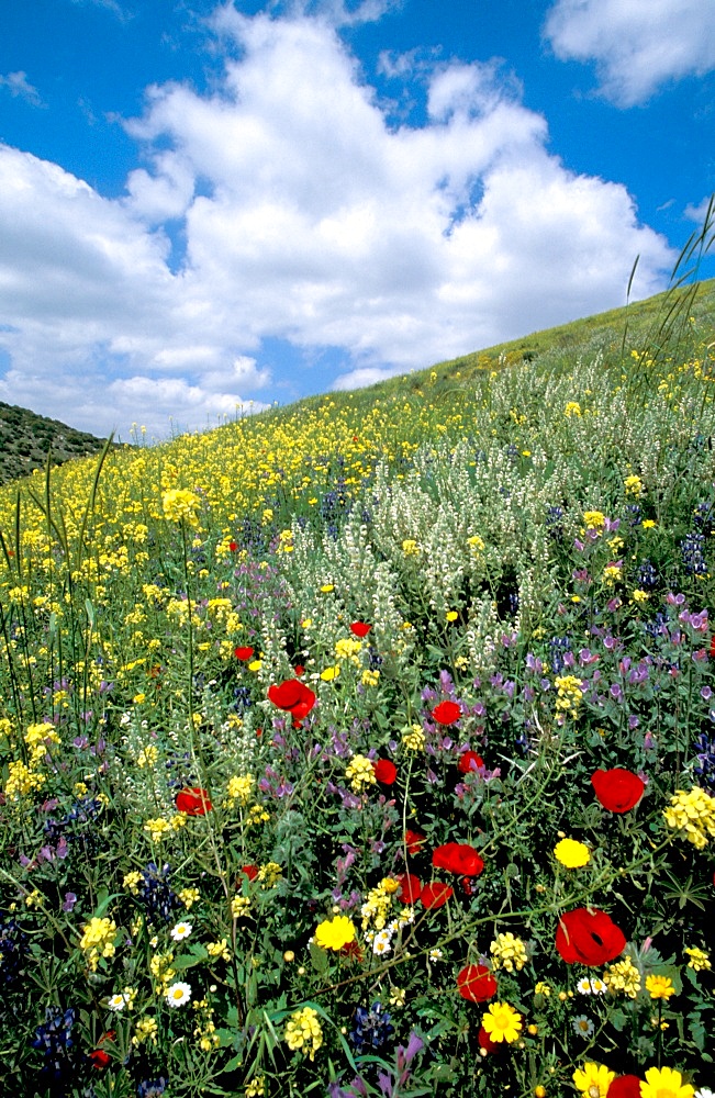 Springtime at Tel Shocha, at the entrance to Ha'ela Valley controlling the ancient road from the Coastal Plain to Hebron and Jerusalem, Israel, Middle East