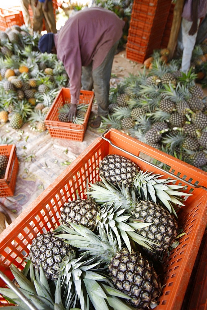 Pineapple production, Togo, West Africa, Africa