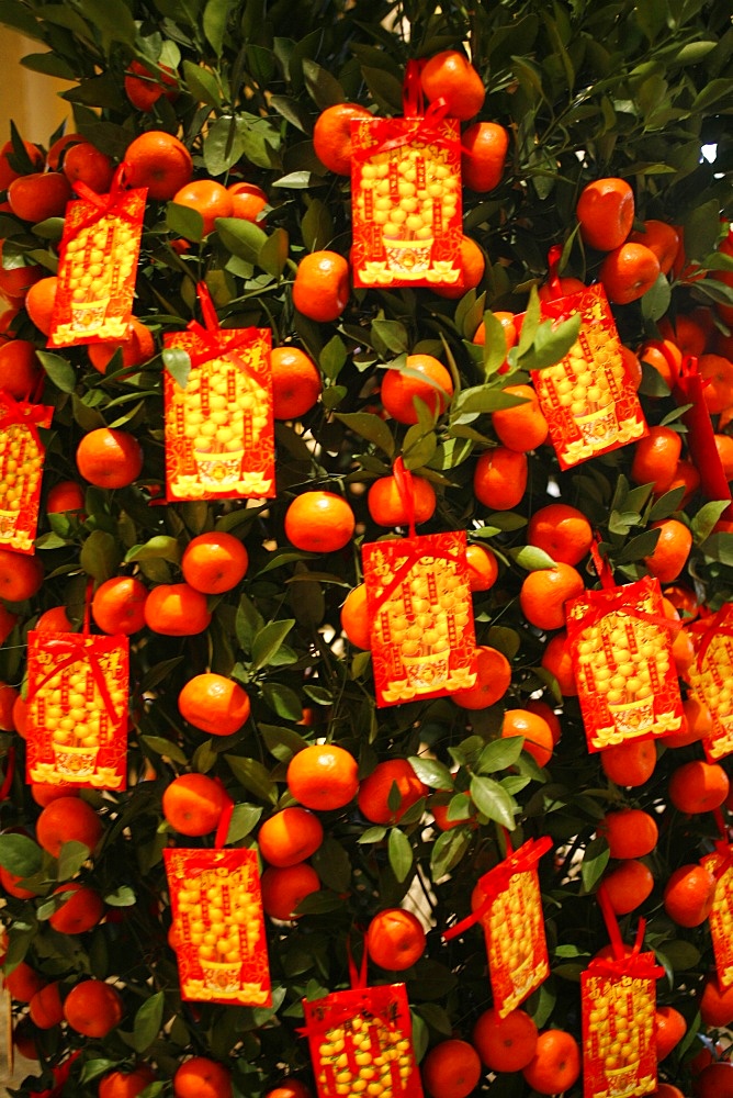 Tangerine good luck symbols, Chinese New Year decoration, Macao, China, Asia