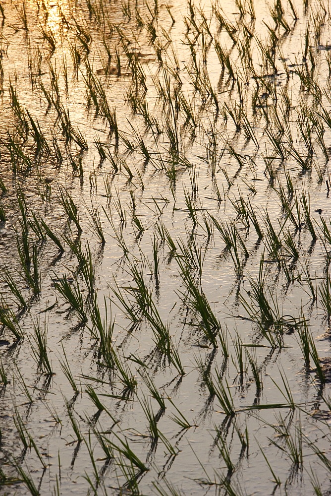 Rice growing in paddies, Siem Reap, Cambodia, Indochina, Southeast Asia, Asia