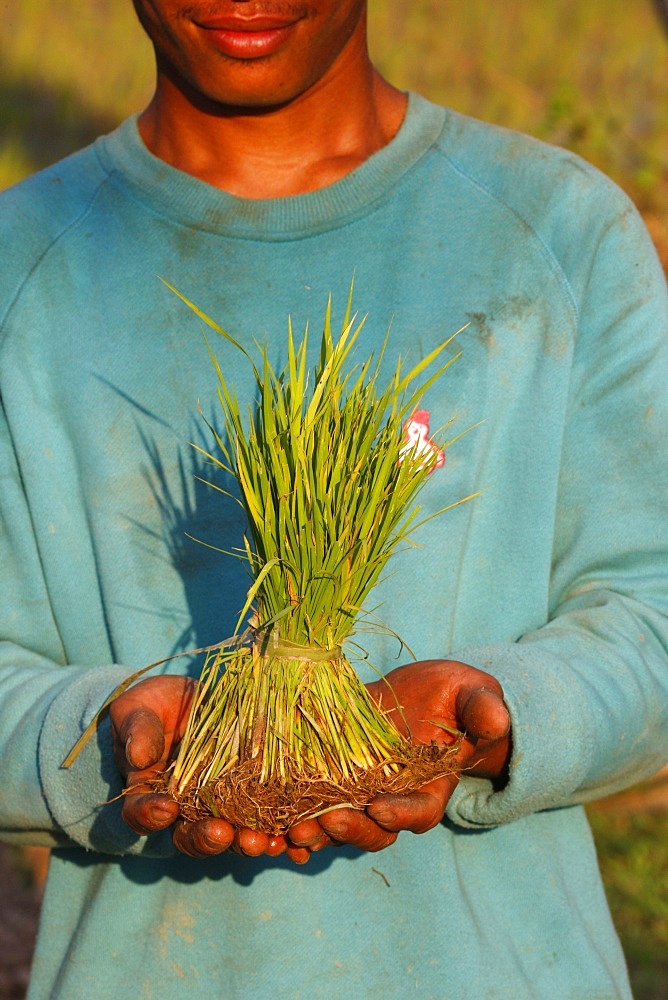 A rice field worker showing rice stalks, Siem Reap, Cambodia, Indochina, Southeast Asia, Asia