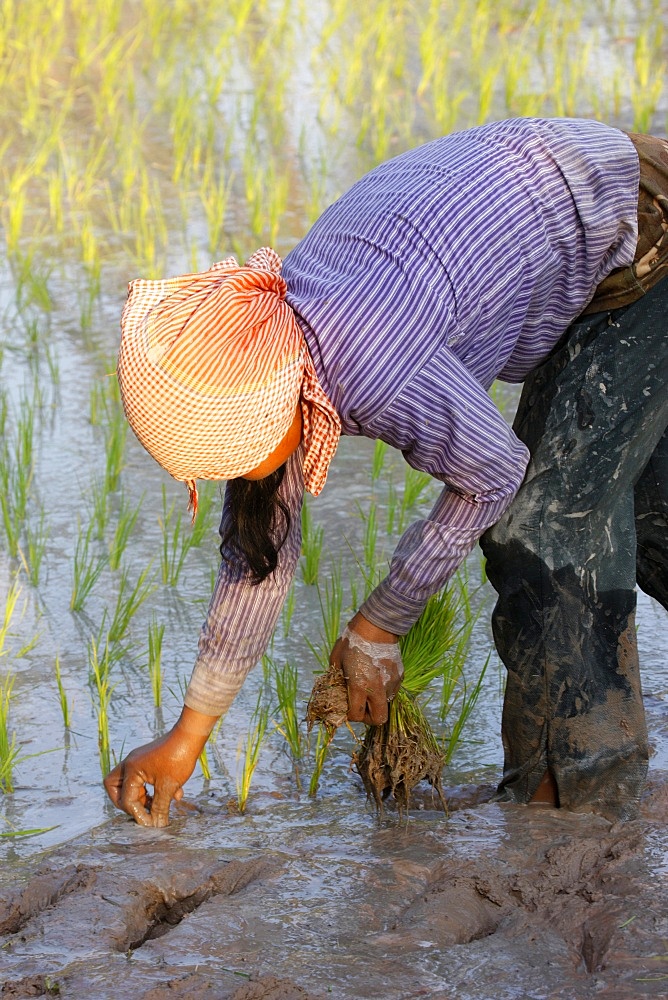 Woman planting rice, Siem Reap, Cambodia, Indochina, Southeast Asia, Asia