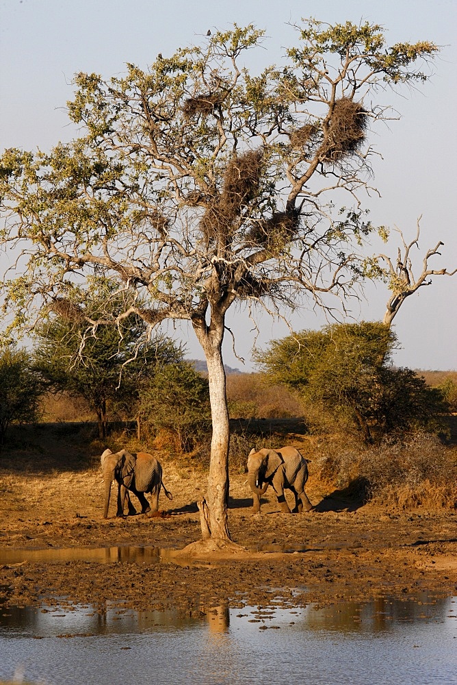 African elephants, Madikwe game reserve, Madikwe, South Africa, Africa