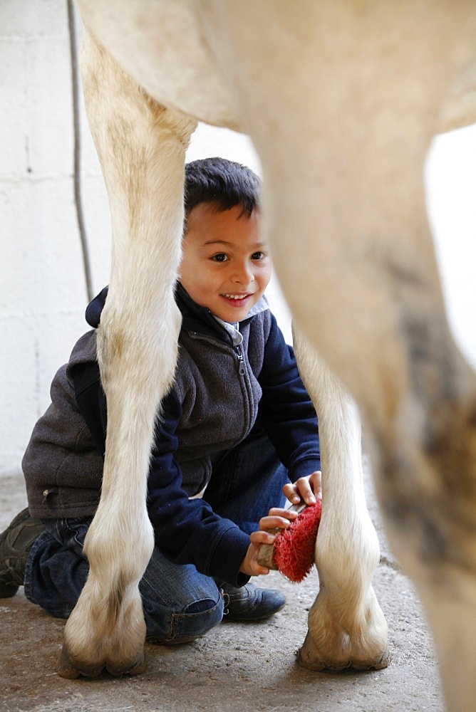 Boy brushing a horse, Dracy-le-Fort, Saone-et-Loire, France, Europe