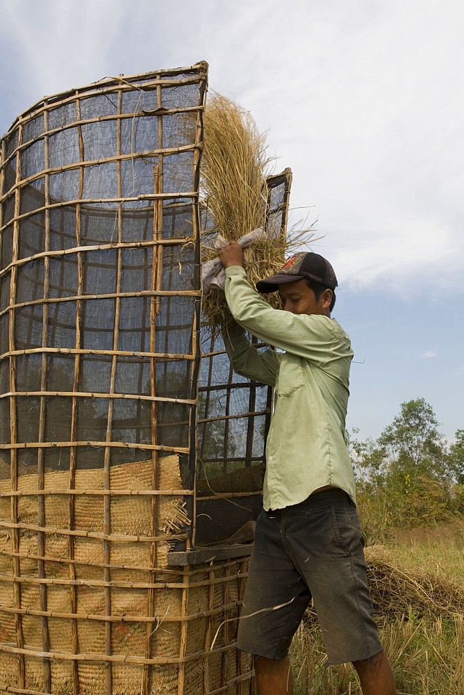 Rice threshing, Kep, Cambodia, Indochina, Southeast Asia, Asia