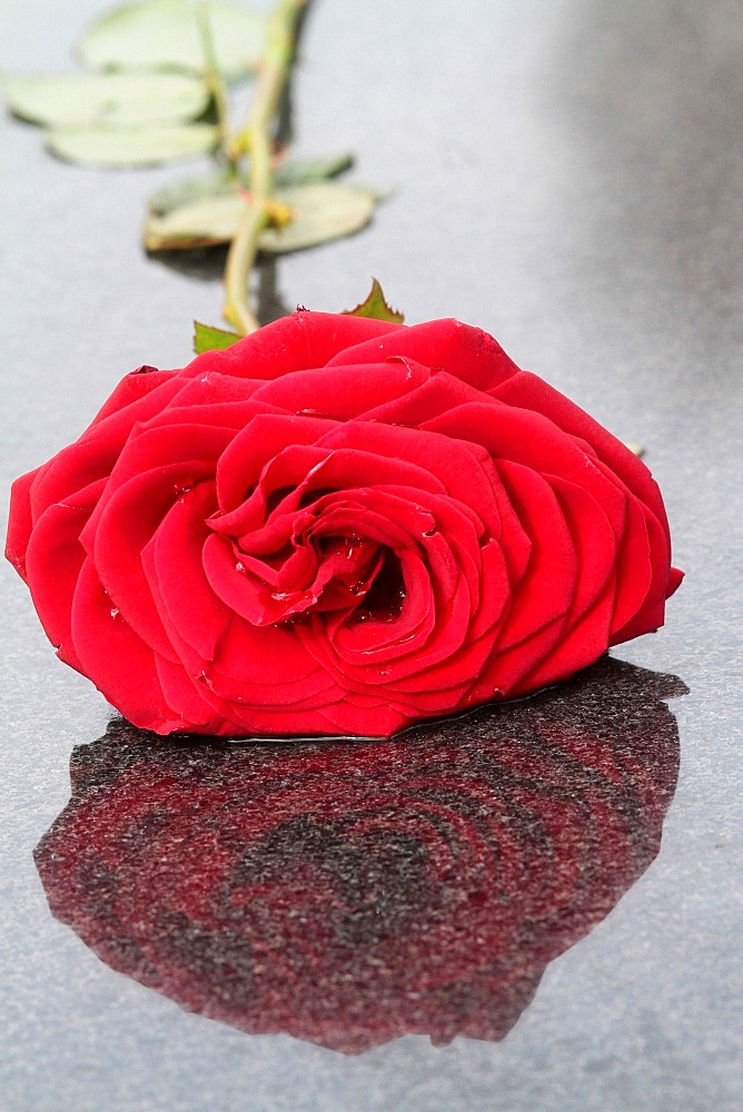 Shadow of a red rose placed on a tombstone, Pere Lachaise cemetery, Paris, France, Europe