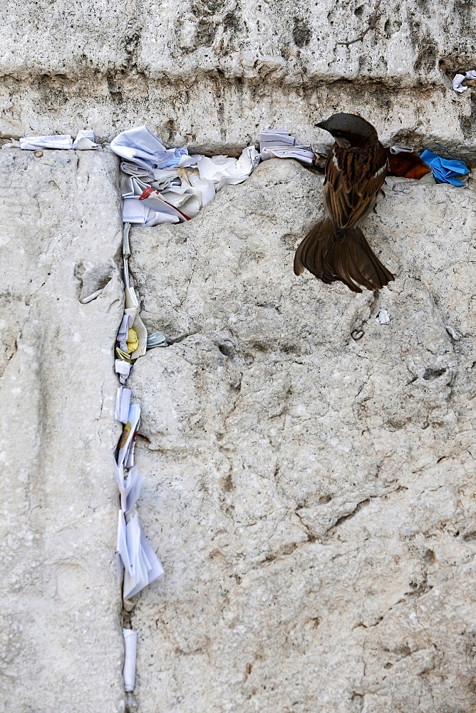 Prayer requests in crack of the Western Wall, Jerusalem, Israel, Middle East